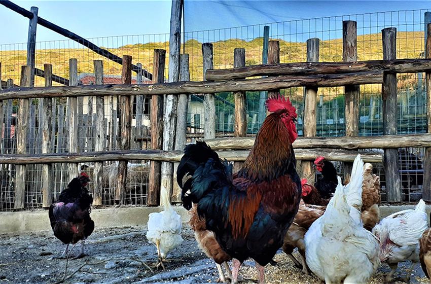 La ferme